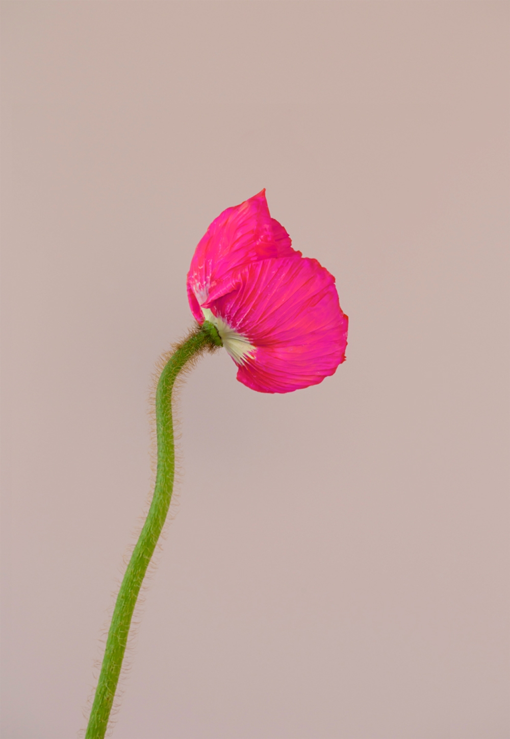 Gerie-Janne van Dinter