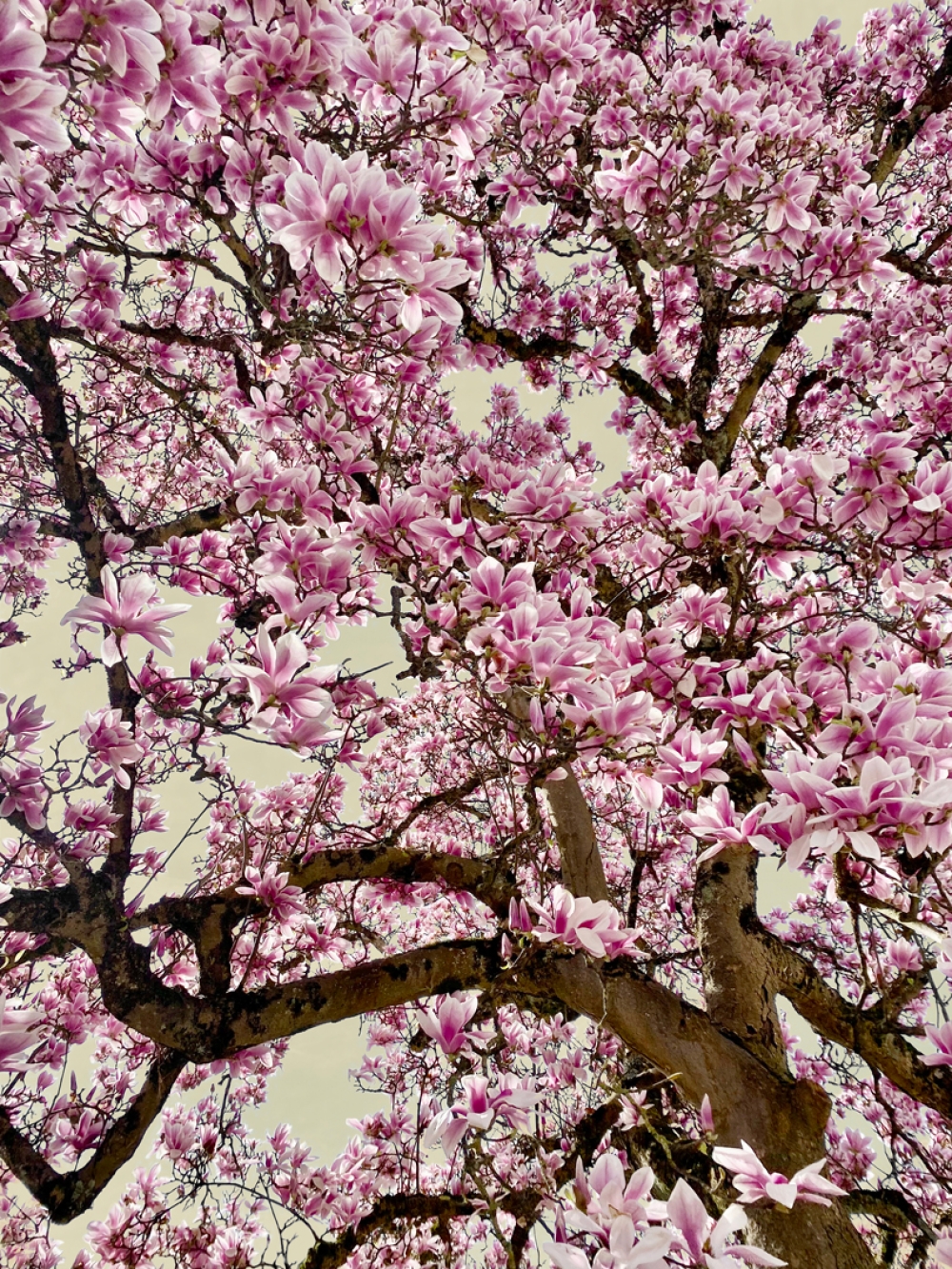 Gerie-Janne van Dinter